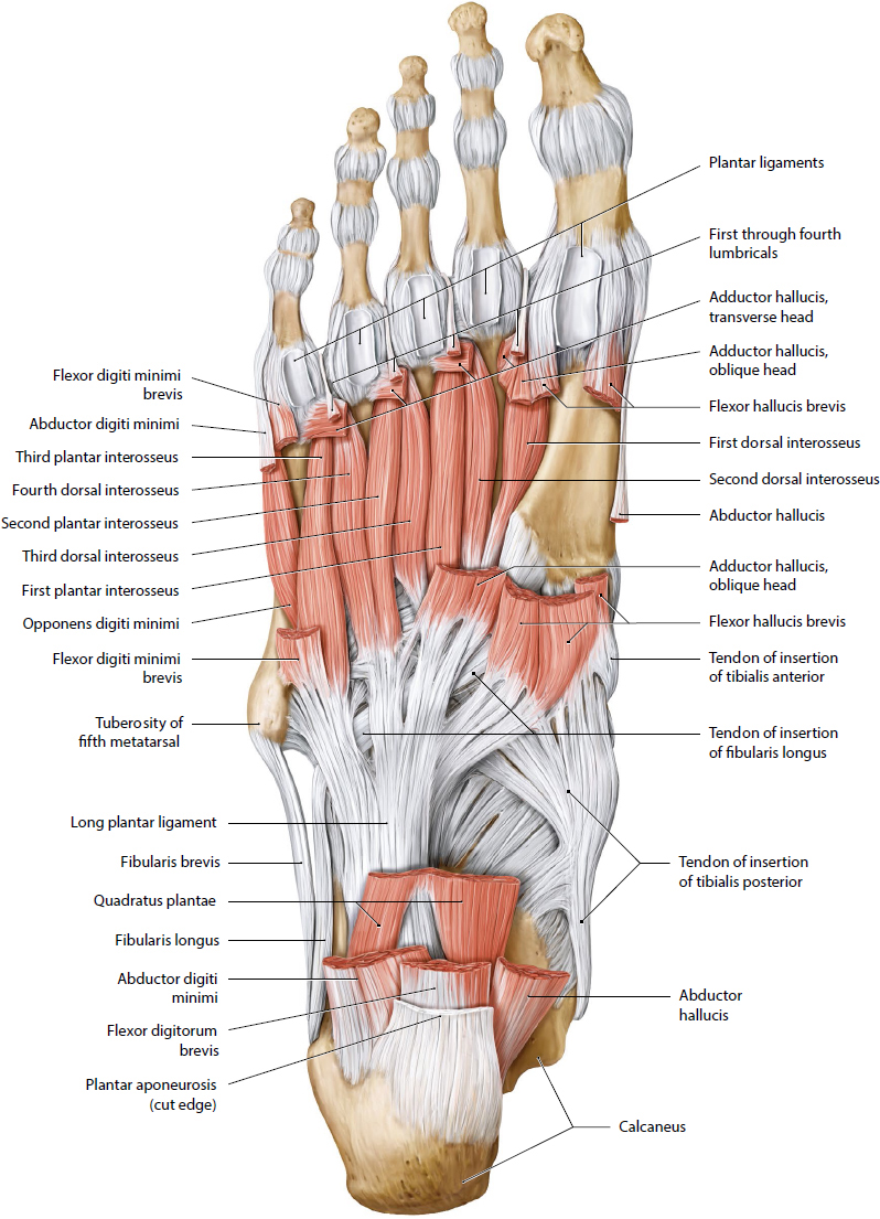 Foot And Ankle | Musculoskeletal Key