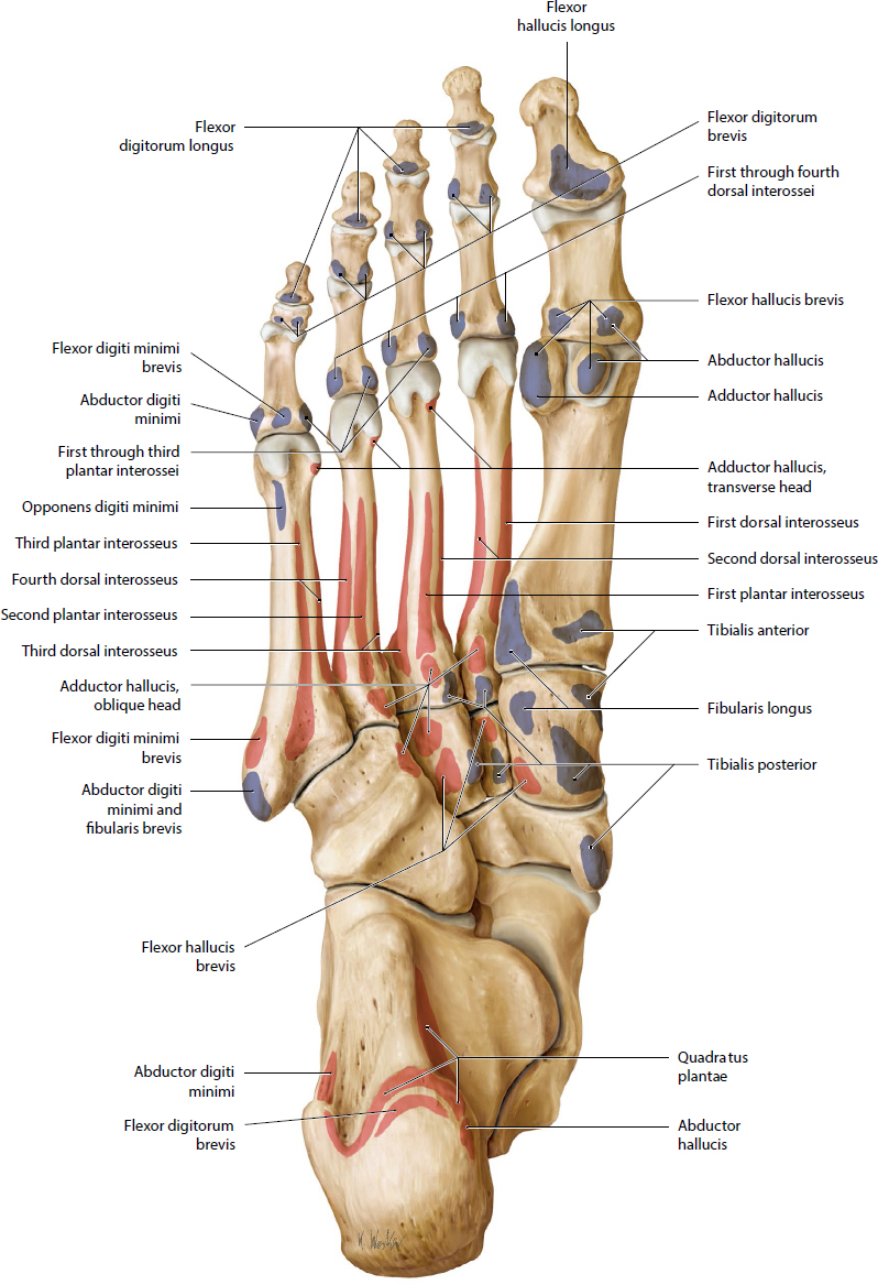 Foot And Ankle | Musculoskeletal Key