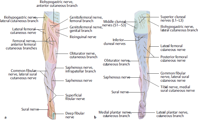 Foot And Ankle | Musculoskeletal Key