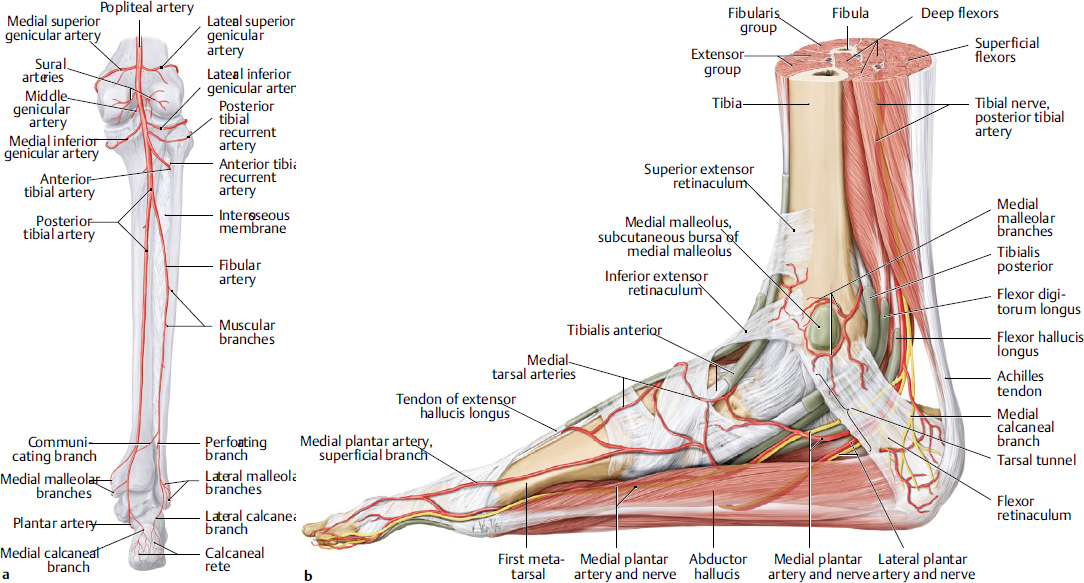 Foot And Ankle | Musculoskeletal Key