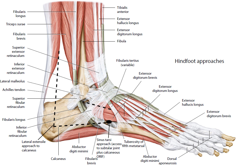 Foot And Ankle | Musculoskeletal Key