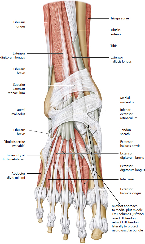 Foot And Ankle | Musculoskeletal Key