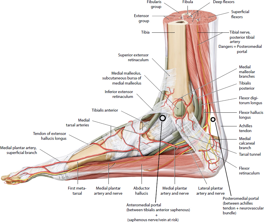 Foot And Ankle | Musculoskeletal Key