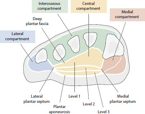 Foot And Ankle | Musculoskeletal Key