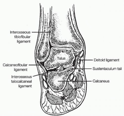 Rehabilitation Of The Foot And Ankle | Musculoskeletal Key