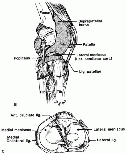 Knee | Musculoskeletal Key