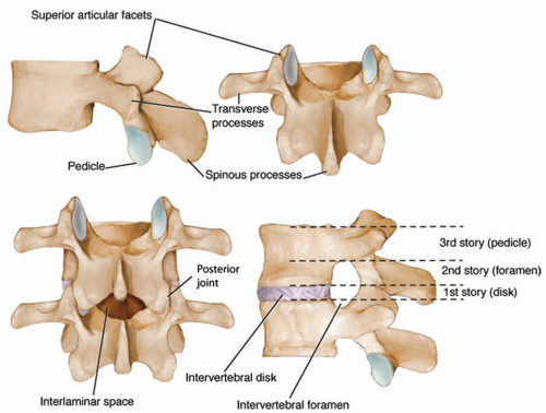 Biomechanics Of Aging Spine | Musculoskeletal Key