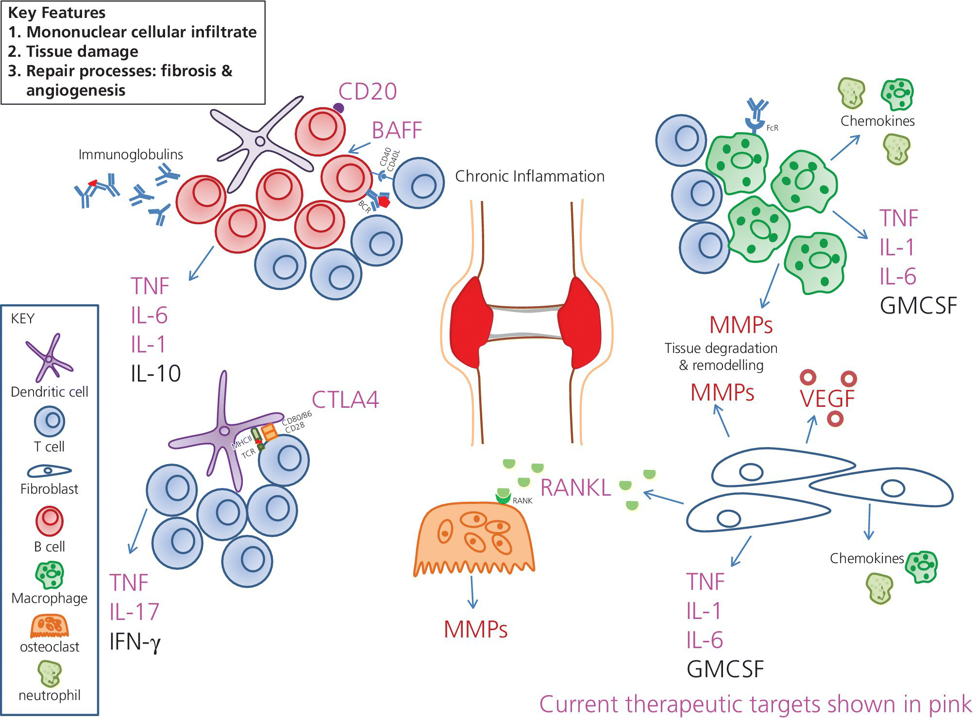 Basic Immunology And The Biologic Era | Musculoskeletal Key