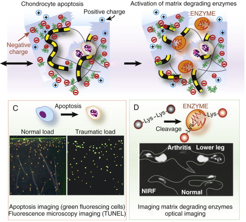 MOLECULAR IMAGING OF RHEUMATOID ARTHRITIS AND OSTEOARTHRITIS ...