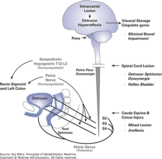 Neurogenic Bladder Dysfunction: A Guideline For Management ...