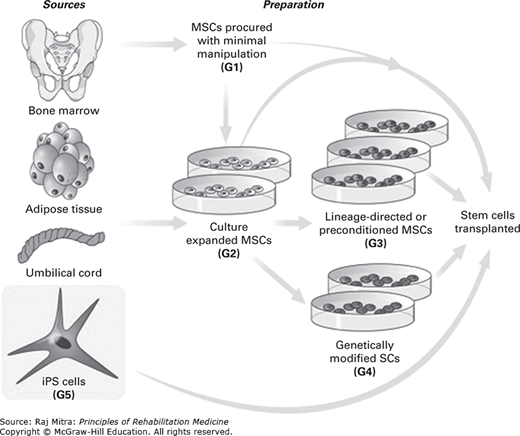 Stem Cell Research And Regenerative Medicine | Musculoskeletal Key