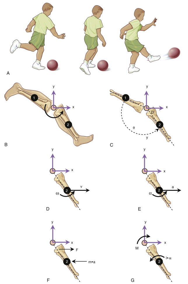 Basic Concepts In Biomechanics | Musculoskeletal Key