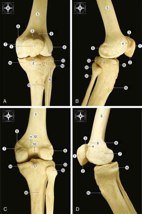 Knee Anatomy And Biomechanics Of The Knee | Musculoskeletal Key