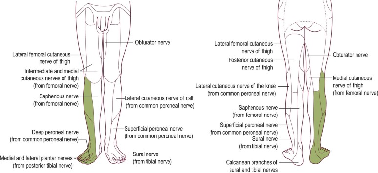 Sciatic Neuropathy | Musculoskeletal Key