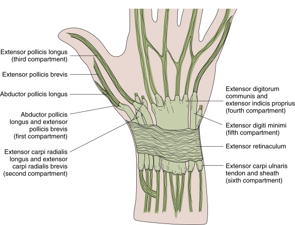 THE WRIST AND HAND | Musculoskeletal Key