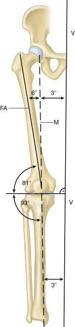 THE KNEE | Musculoskeletal Key