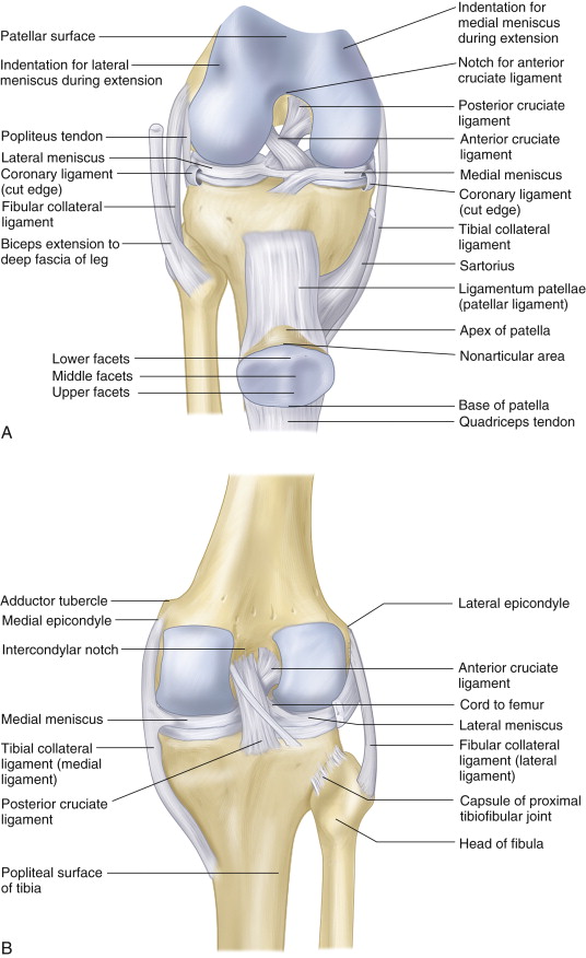 THE KNEE | Musculoskeletal Key