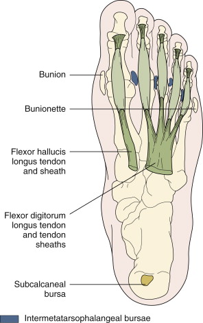 THE ANKLE AND FOOT | Musculoskeletal Key