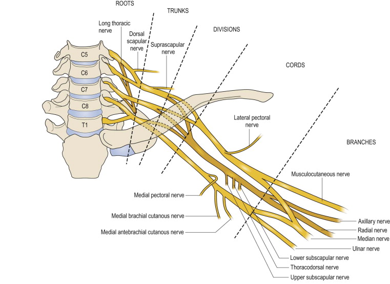 Anatomy Of The Brachial Plexus | Musculoskeletal Key