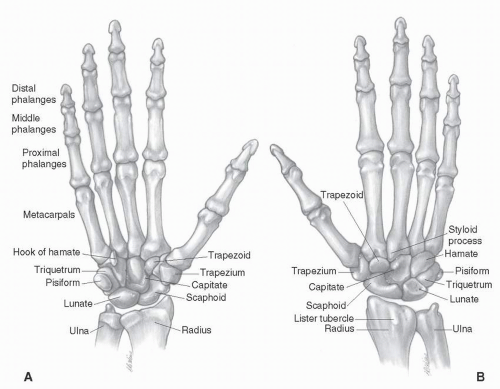 Hand And Wrist Anatomy | Musculoskeletal Key