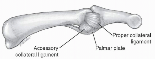 Hand And Wrist Anatomy | Musculoskeletal Key