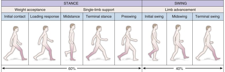 Gait Analysis | Musculoskeletal Key