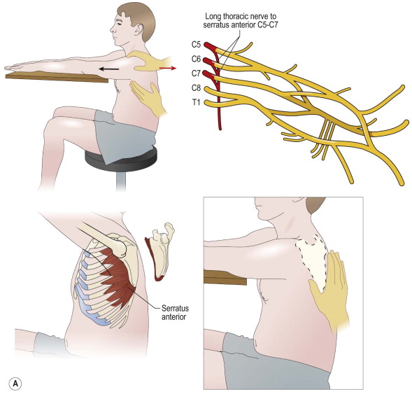 Clinical Examination And Diagnosis | Musculoskeletal Key