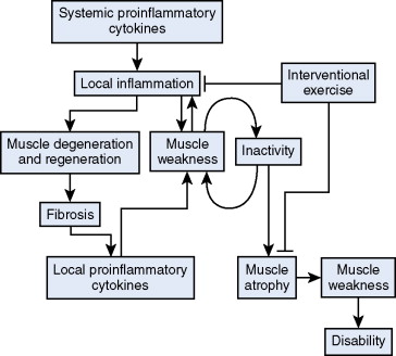 Physical Activity And Exercise In Rheumatic Disease | Musculoskeletal Key