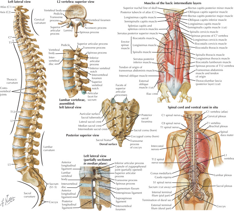 Thoracic And Lumbosacral Spine Injuries | Musculoskeletal Key