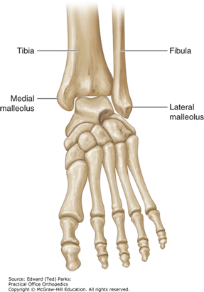 The Foot And Ankle | Musculoskeletal Key