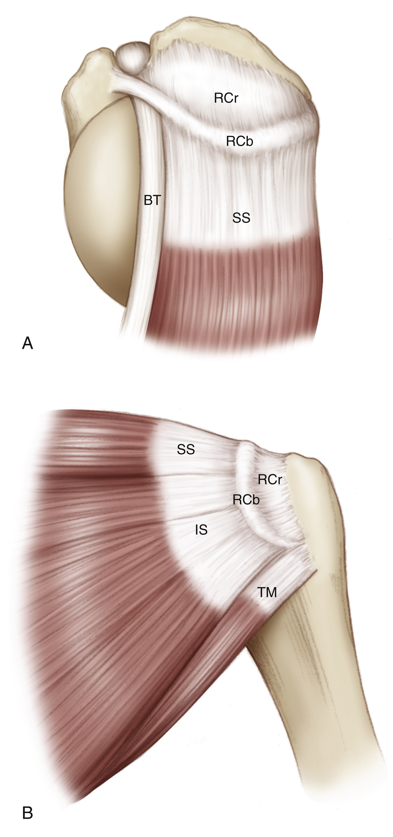 Biomechanics And Clinical Functionof The Rotator Cuff | Musculoskeletal Key