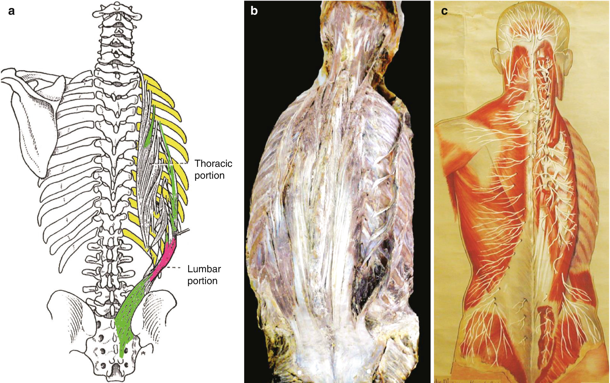 Column: Muscles, Aponeurosis, And Fascia | Musculoskeletal Key