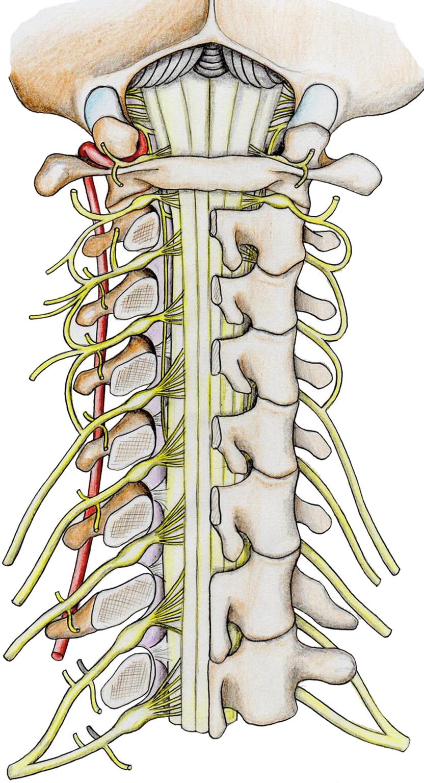 Nerves (Innervation Of The Spine) | Musculoskeletal Key