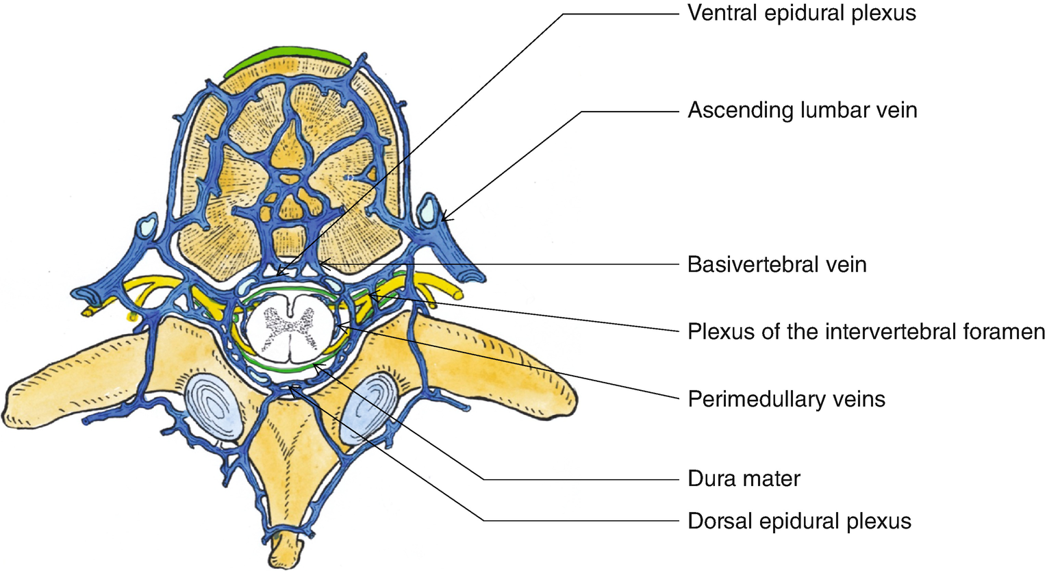 Meninges Of Spinal Cord Anatomy