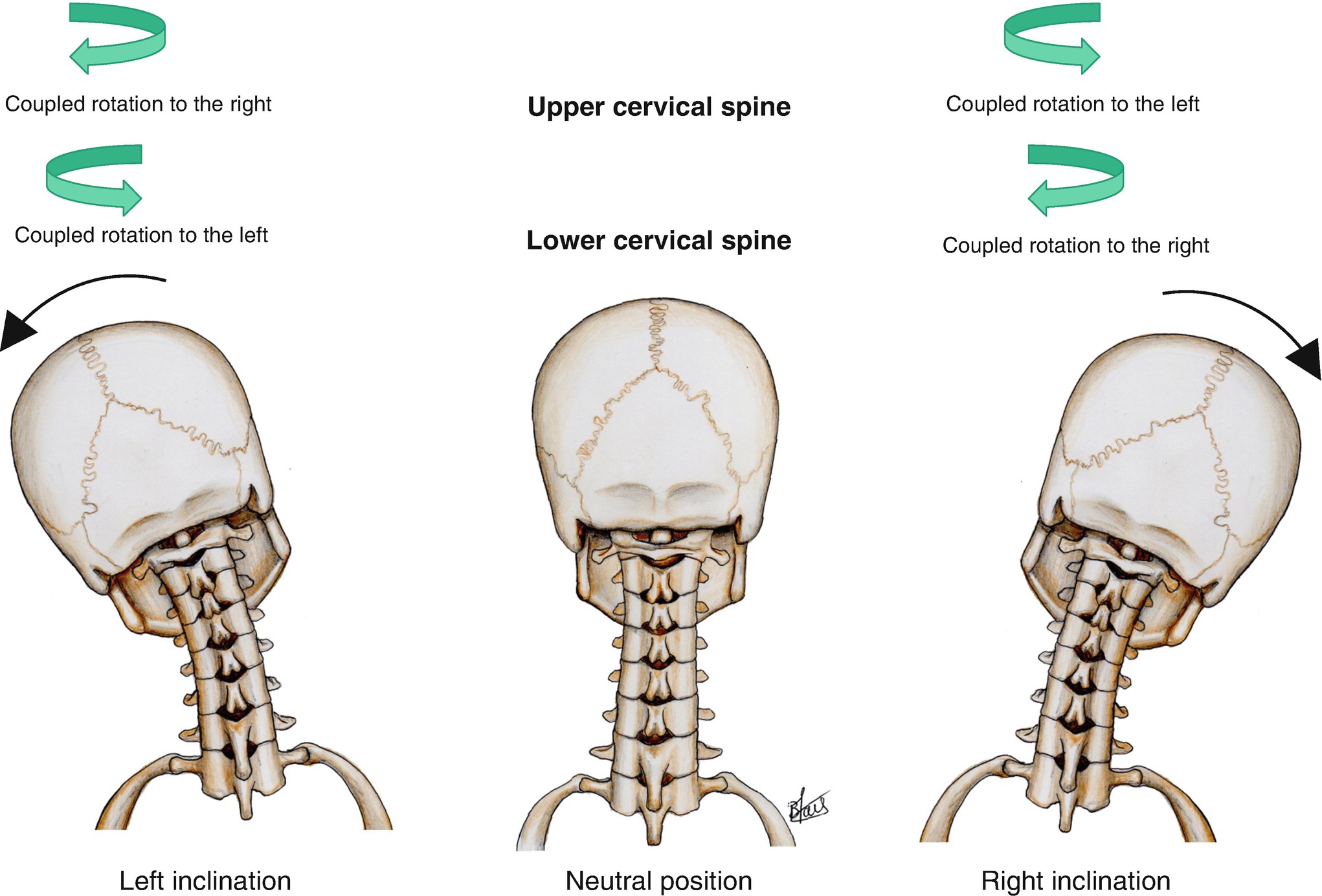 Of The Spine | Musculoskeletal Key