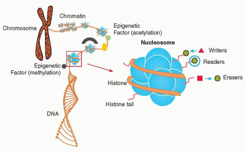 Genetics, Gene Expression, And Epigenetics | Musculoskeletal Key