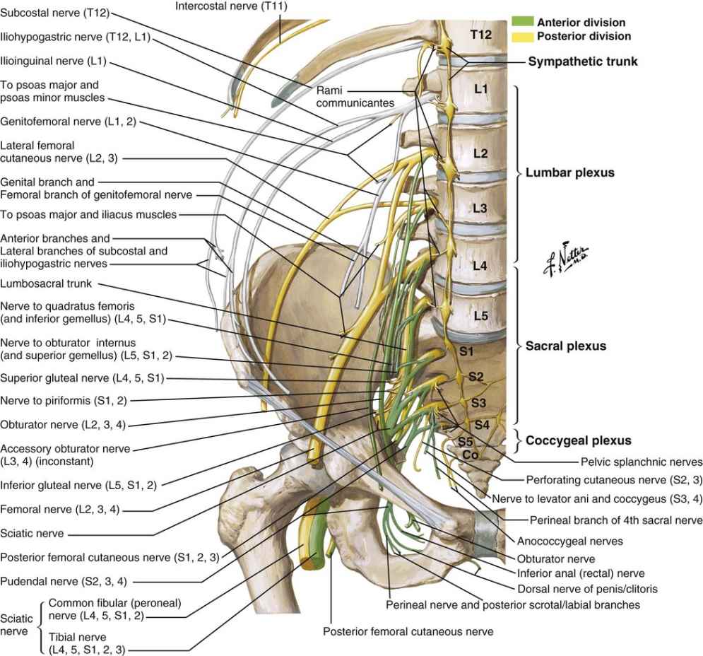 Anatomy Of The Lumbopelvic Hip Complex | Musculoskeletal Key