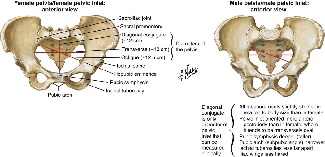 Anatomy Of The Lumbopelvic Hip Complex | Musculoskeletal Key