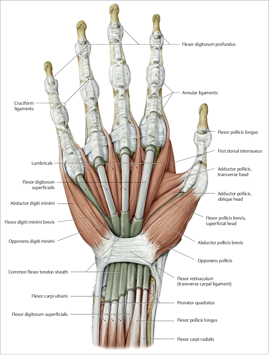 6 The Wrist And Hand: Diagnostic Imaging | Musculoskeletal Key