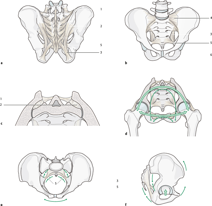 6.4 Pelvic Ring | Musculoskeletal Key