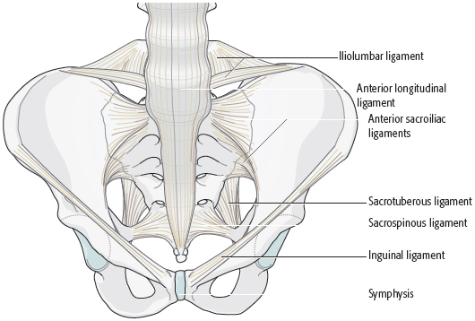 1.8.4 The Management Of The Injured Pelvic Ring: Internal Fixation Of ...