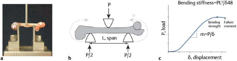 8 Whole Bone Biomechanics | Musculoskeletal Key