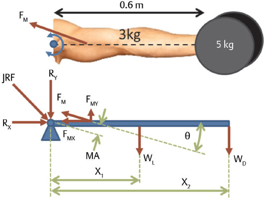 13 Biomechanics Of Joints | Musculoskeletal Key