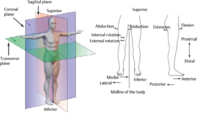 13 Biomechanics Of Joints | Musculoskeletal Key