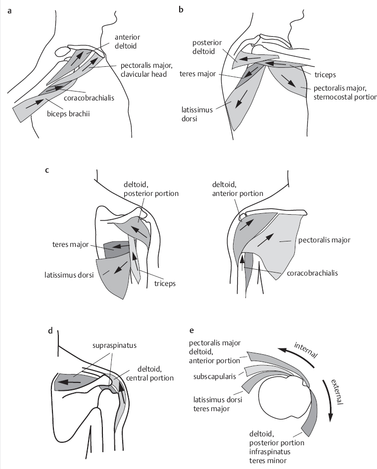 16 Mechanical Aspects Of The Shoulder | Musculoskeletal Key