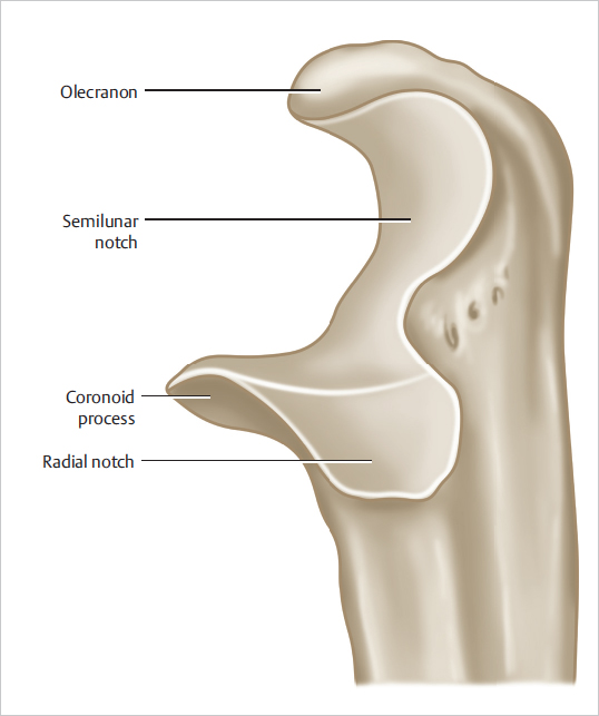 25 Olecranon And Monteggia Fractures | Musculoskeletal Key