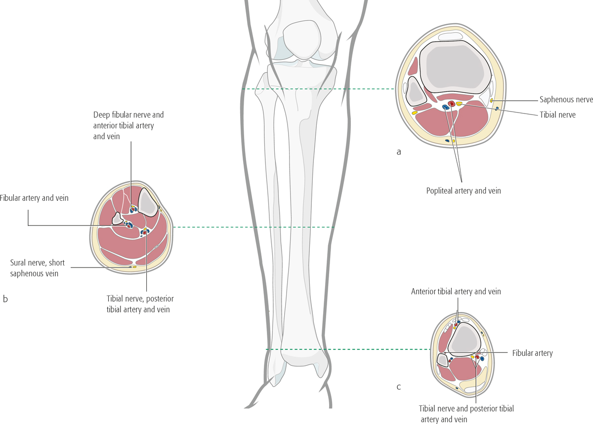 Tibia And Fibula, Shaft—introduction | Musculoskeletal Key