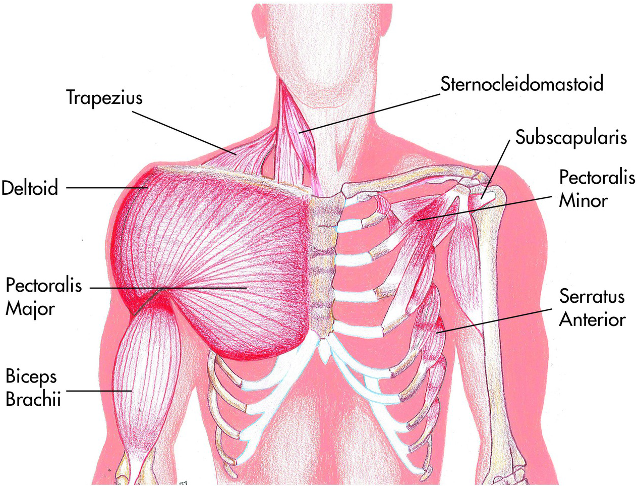 Chapter 1 – Shoulder | Musculoskeletal Key