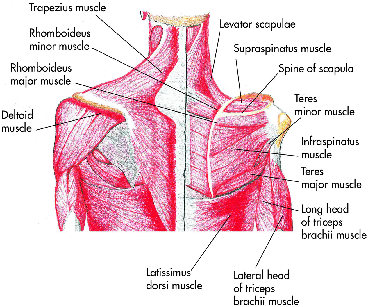 Chapter 1 – Shoulder | Musculoskeletal Key