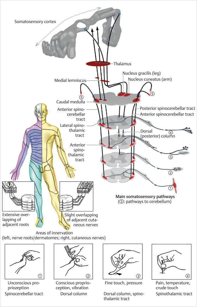 3 Sense And Proprioception | Musculoskeletal Key